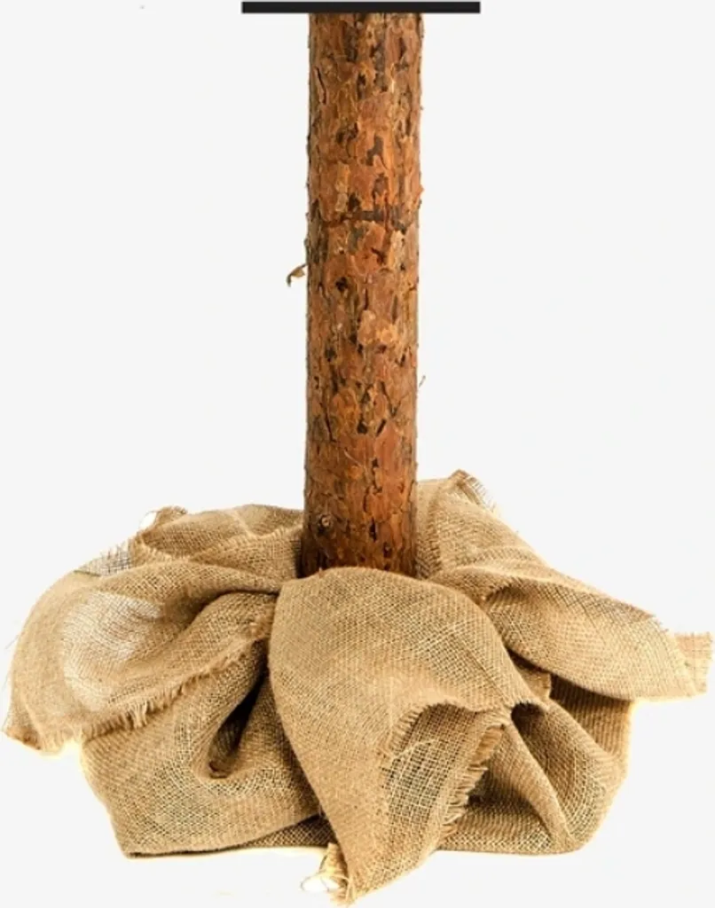 Weihnachtsbaum Diamant Kiefer Auf Naturstamm Mit Zapfen Dichter Christbaum 180cm – Bild 10